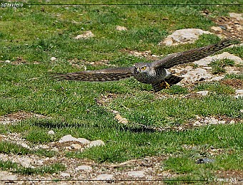Animali 259